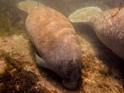 Image of manatees