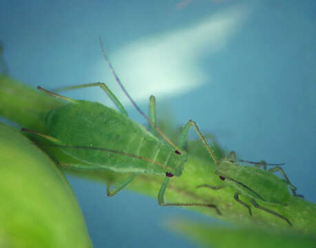 Image of Macrosiphum