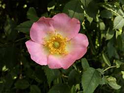 Image of rose