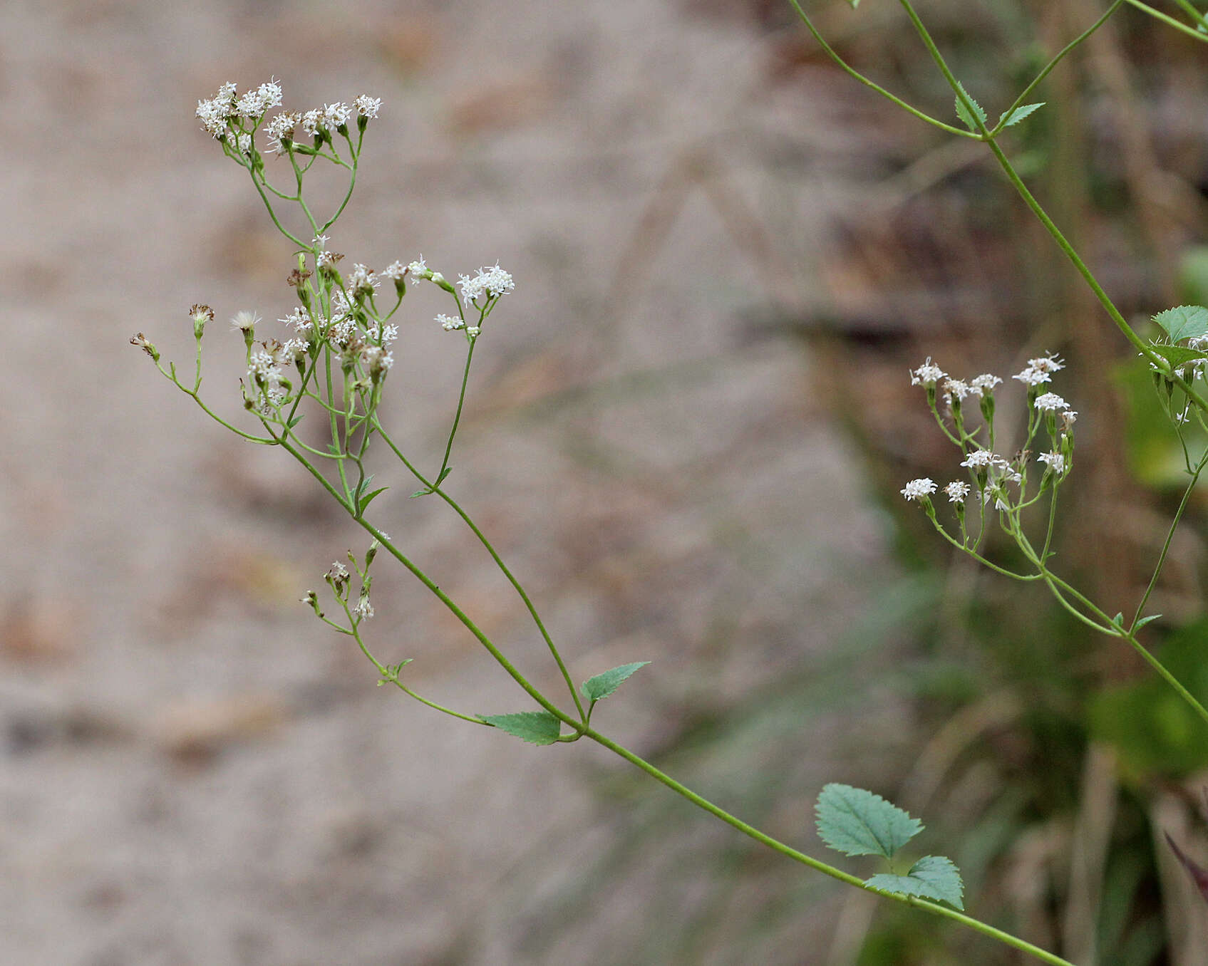 Image of hammock snakeroot