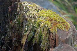 Image de Clavulinaceae