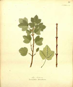 Image of Cretan maple