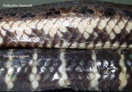 Image of Mangrove Water Snake