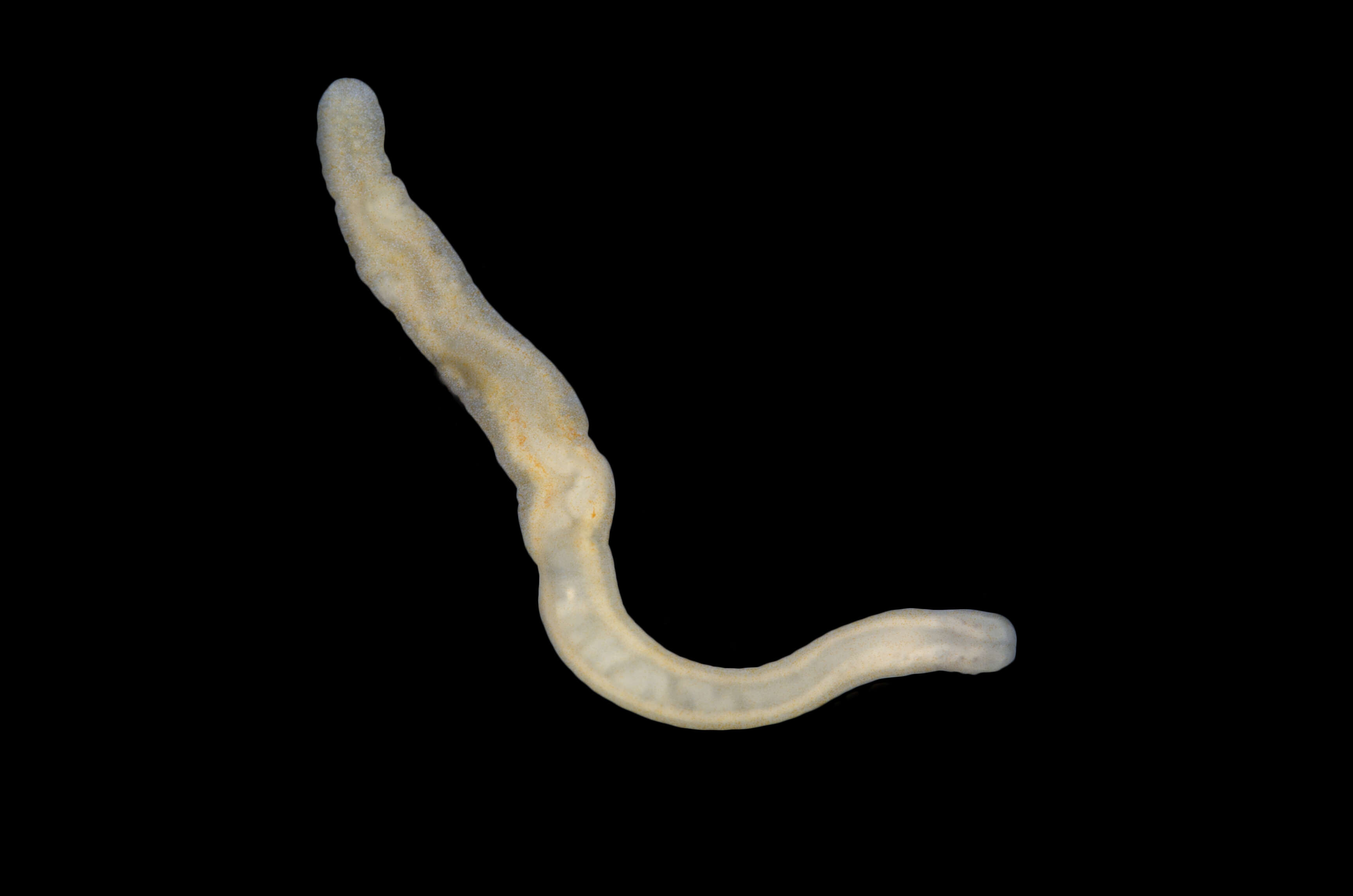 Image of ribbon worms