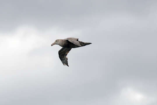 Image of Antarctic Giant-Petrel