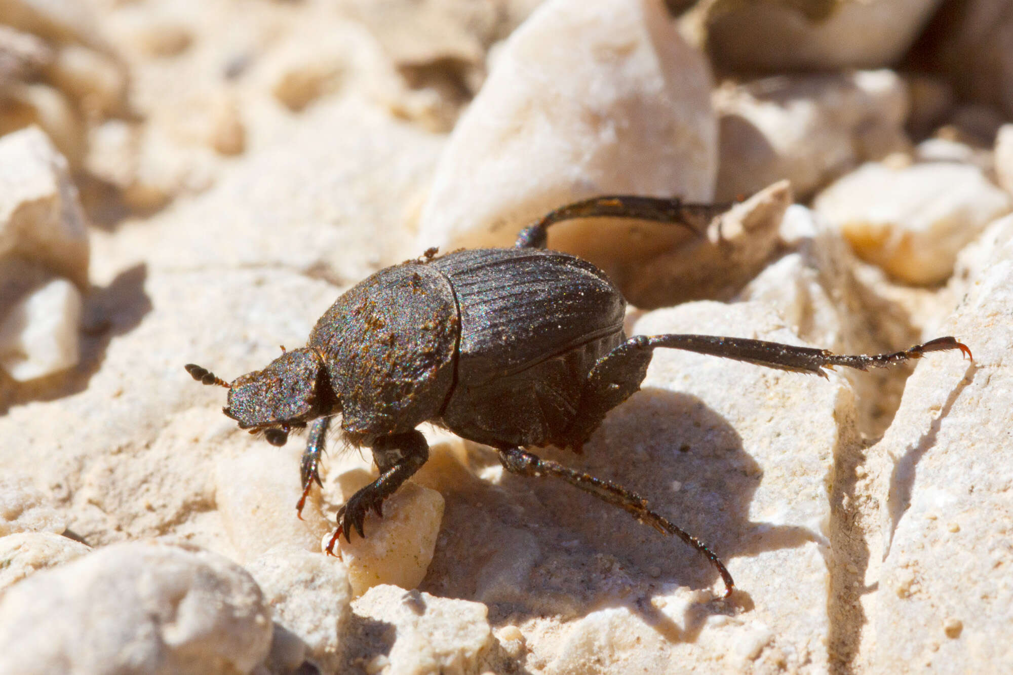 Sivun Sisyphus schaefferi (Linnaeus 1758) kuva