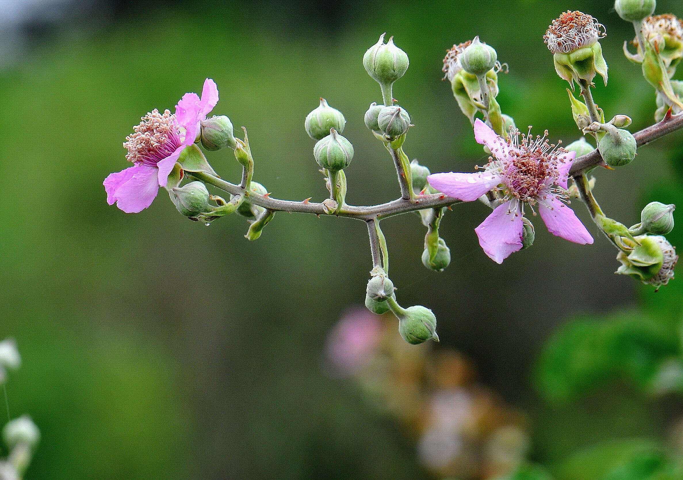 Image of elmleaf blackberry