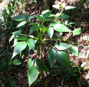 Image de Bidens asymmetrica (H. Lév.) Sherff