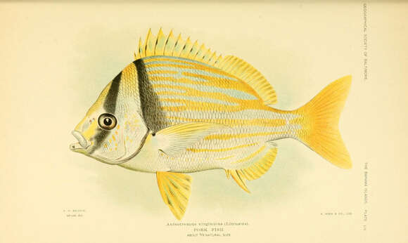 Image of Porkfish