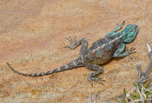 Image of southern rock agama