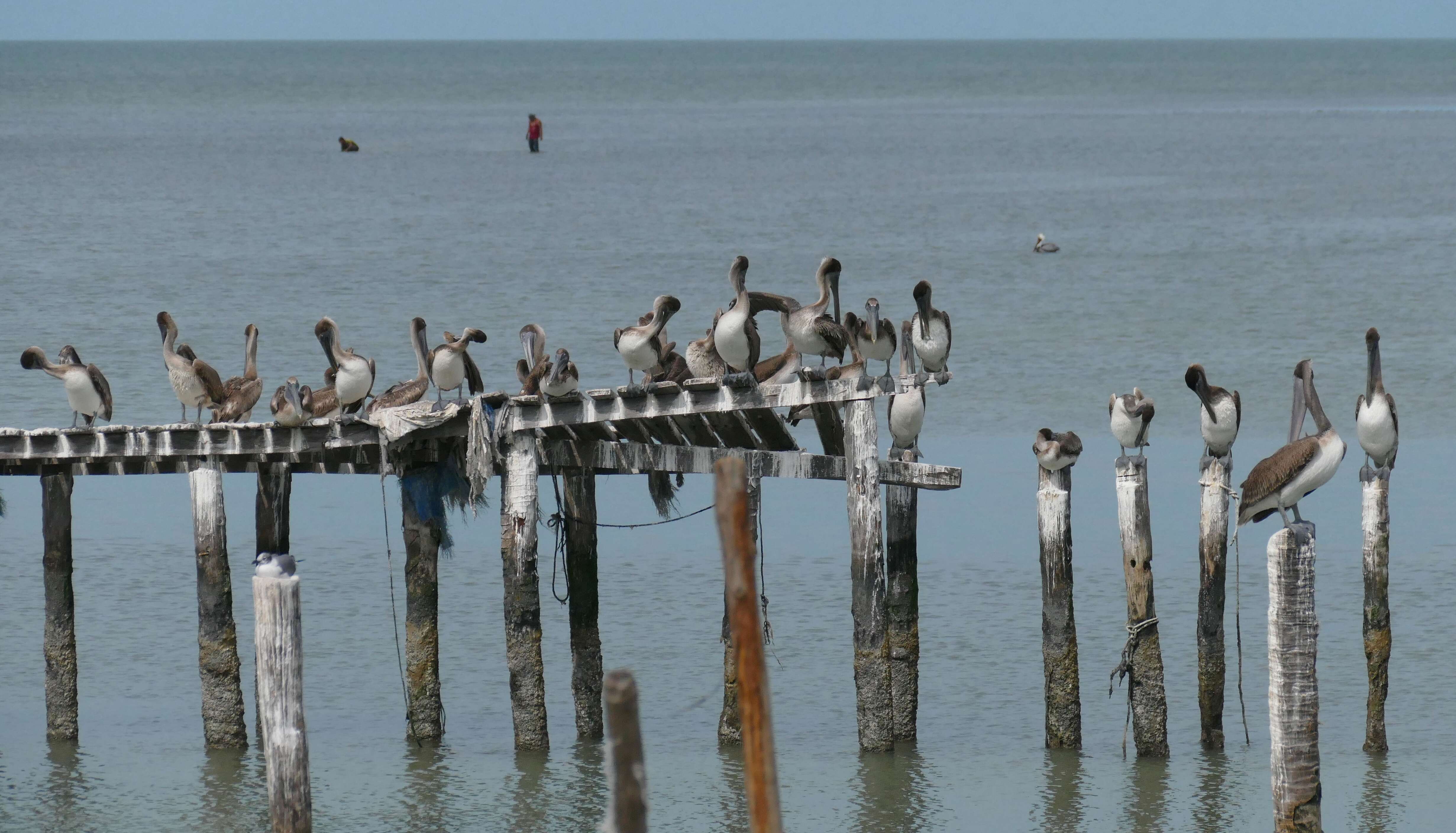 Image of pelicans