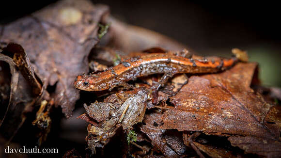 Image of dusky salamanders