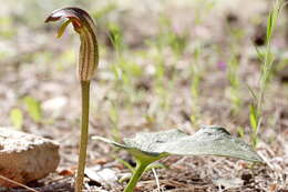 Image of Arisarum