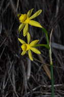 Image of Narcissus flavus Lag.