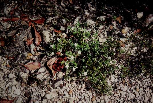 Image of Orianthera serpyllifolia subsp. serpyllifolia