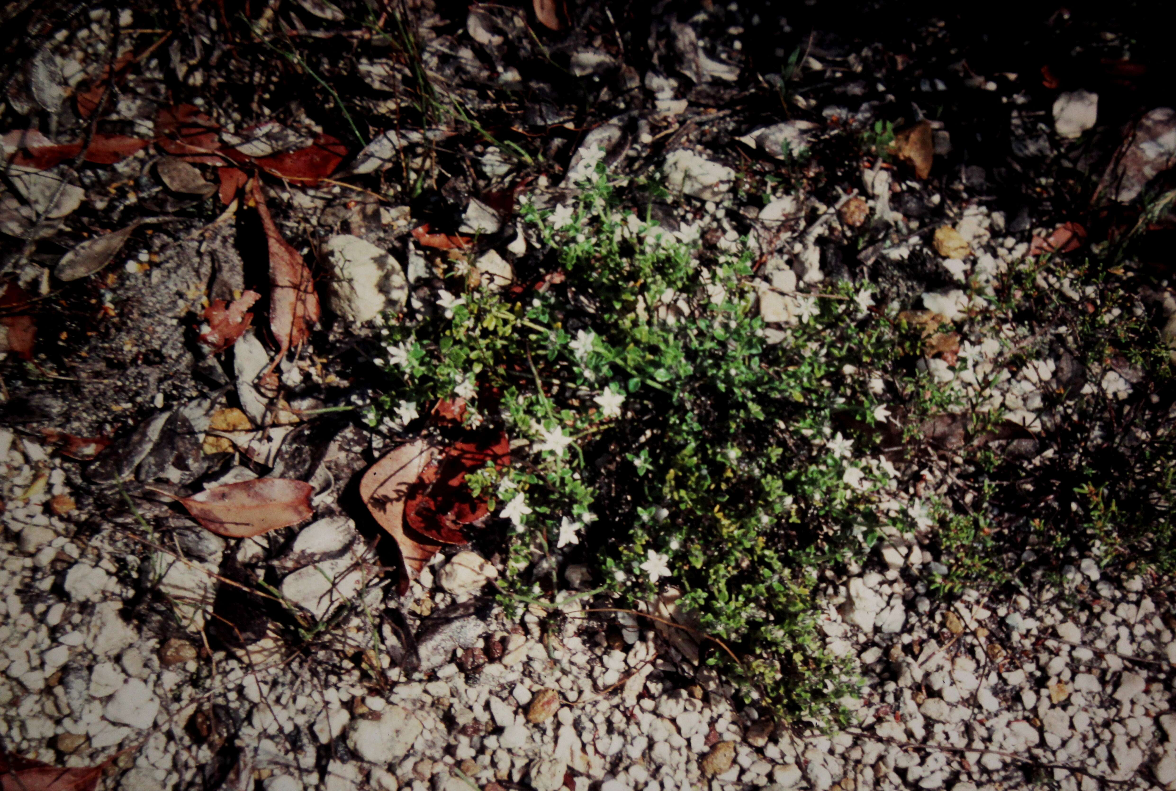 Orianthera serpyllifolia subsp. serpyllifolia的圖片