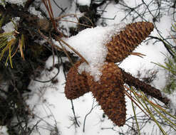 Image of pitch pine