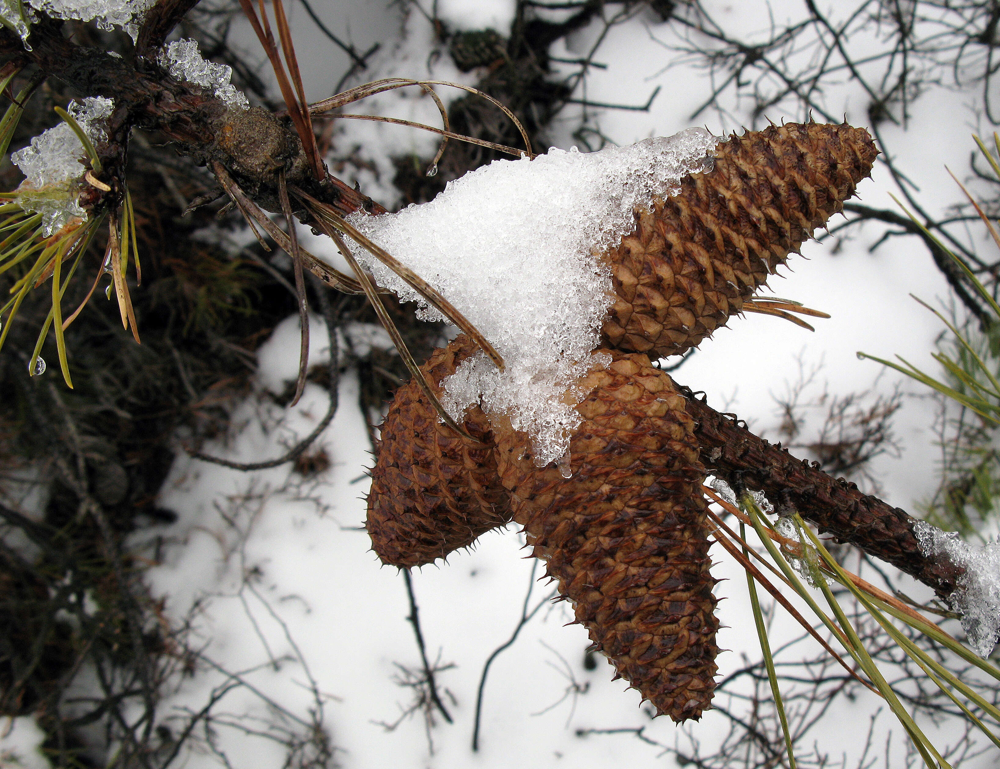 Image of Pine