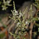 Image of Polygonella gracilis