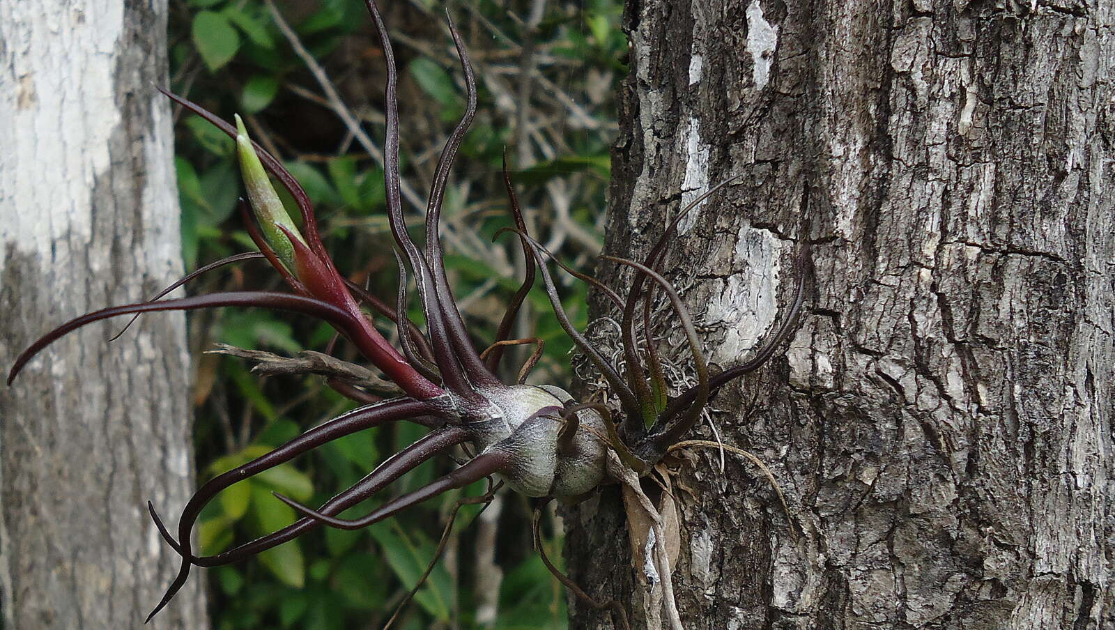 Image of bulbous airplant