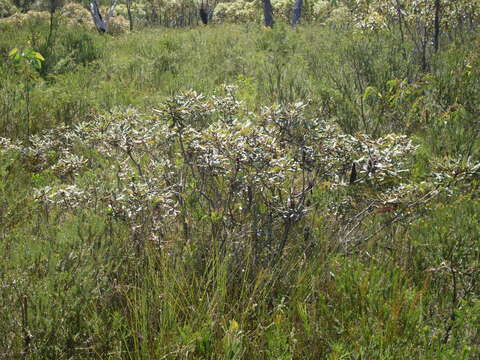 Image of Banksia oblongifolia Cav.