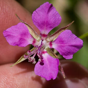 Image de Clarkia rhomboidea Dougl.