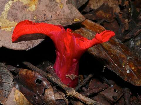 Image of Etlingera inundata S. Sakai & Nagam.