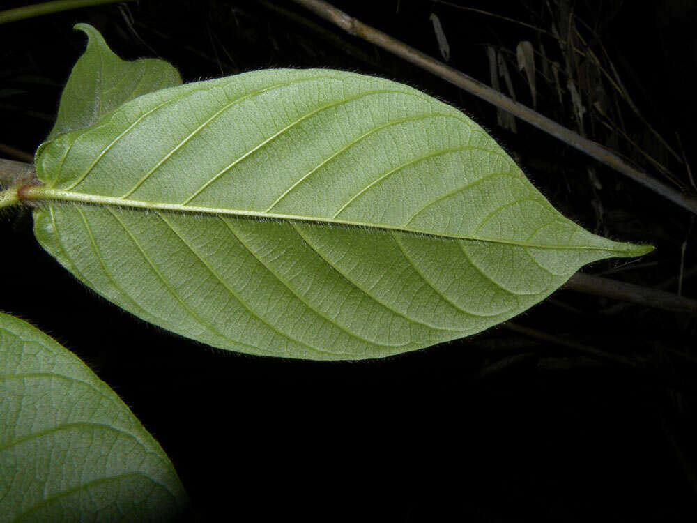 Image of Duroia costaricensis Standl.