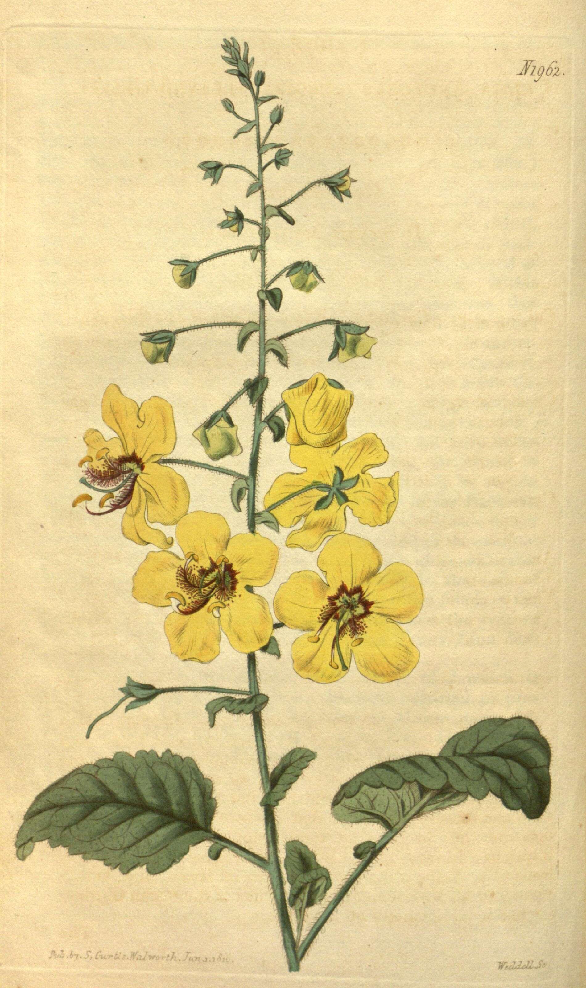 Sivun Verbascum arcturus L. kuva