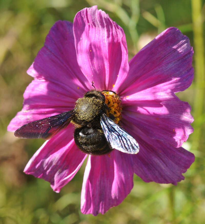 Imagem de Xylocopa violacea (Linnaeus 1758)