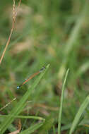 Image of forktail