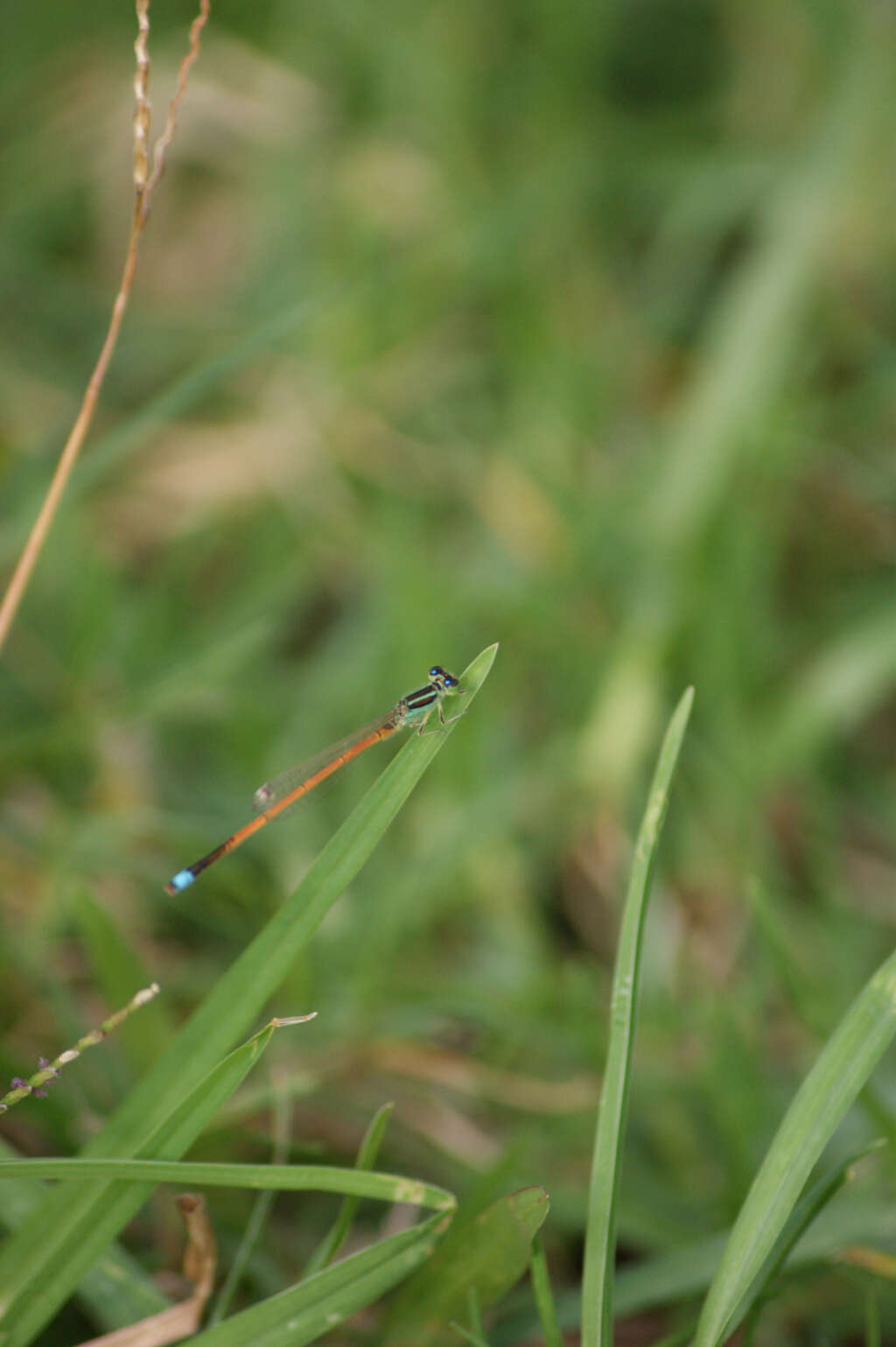 Image of forktail