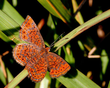 Imagem de Calephelis virginiensis Gray 1832