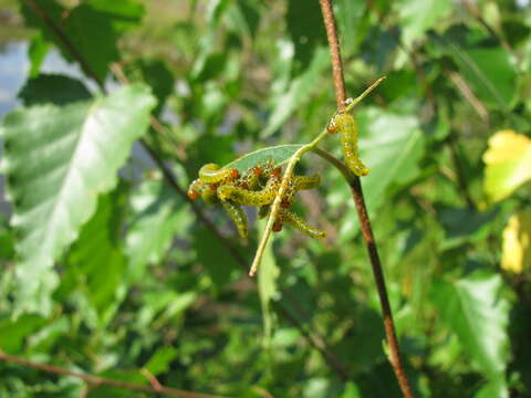 Image of Birch Sawfly