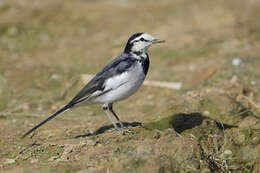 Image of Motacilla alba lugens Gloger 1829