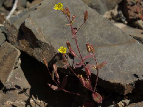 Image of Erythranthe calcicola N. S. Fraga & D. A. York