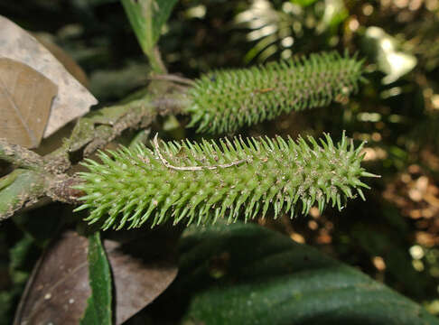 Image of Piper phytolaccifolium Opiz