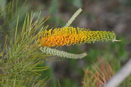 Imagem de Grevillea eriostachya Lindl.