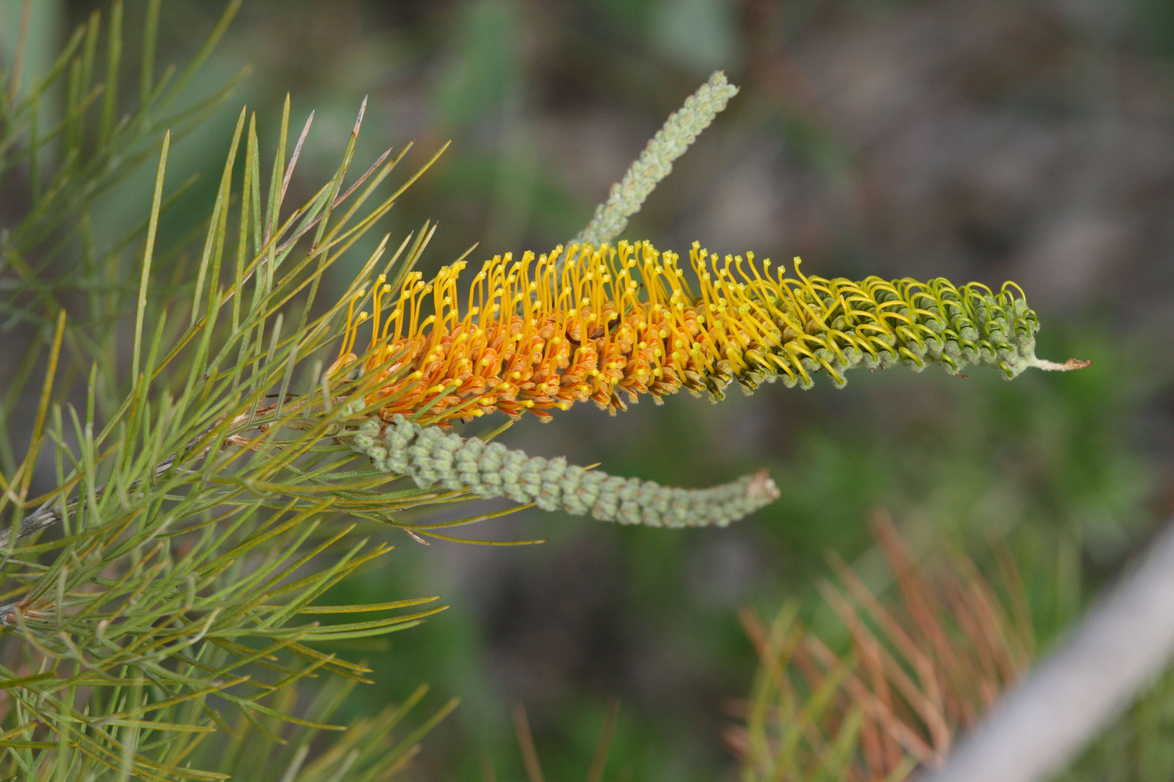 Image of Flame Grevillea