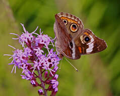 Image of Common buckeye