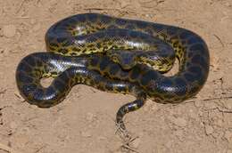 Image of Yellow anaconda