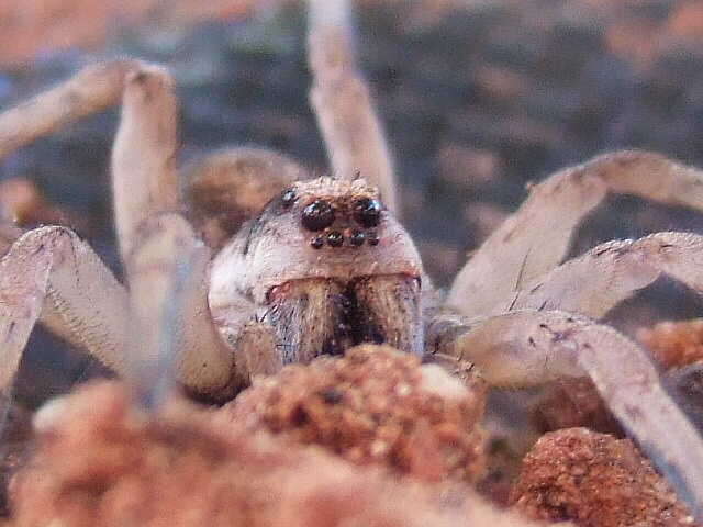 Image of wolf spiders