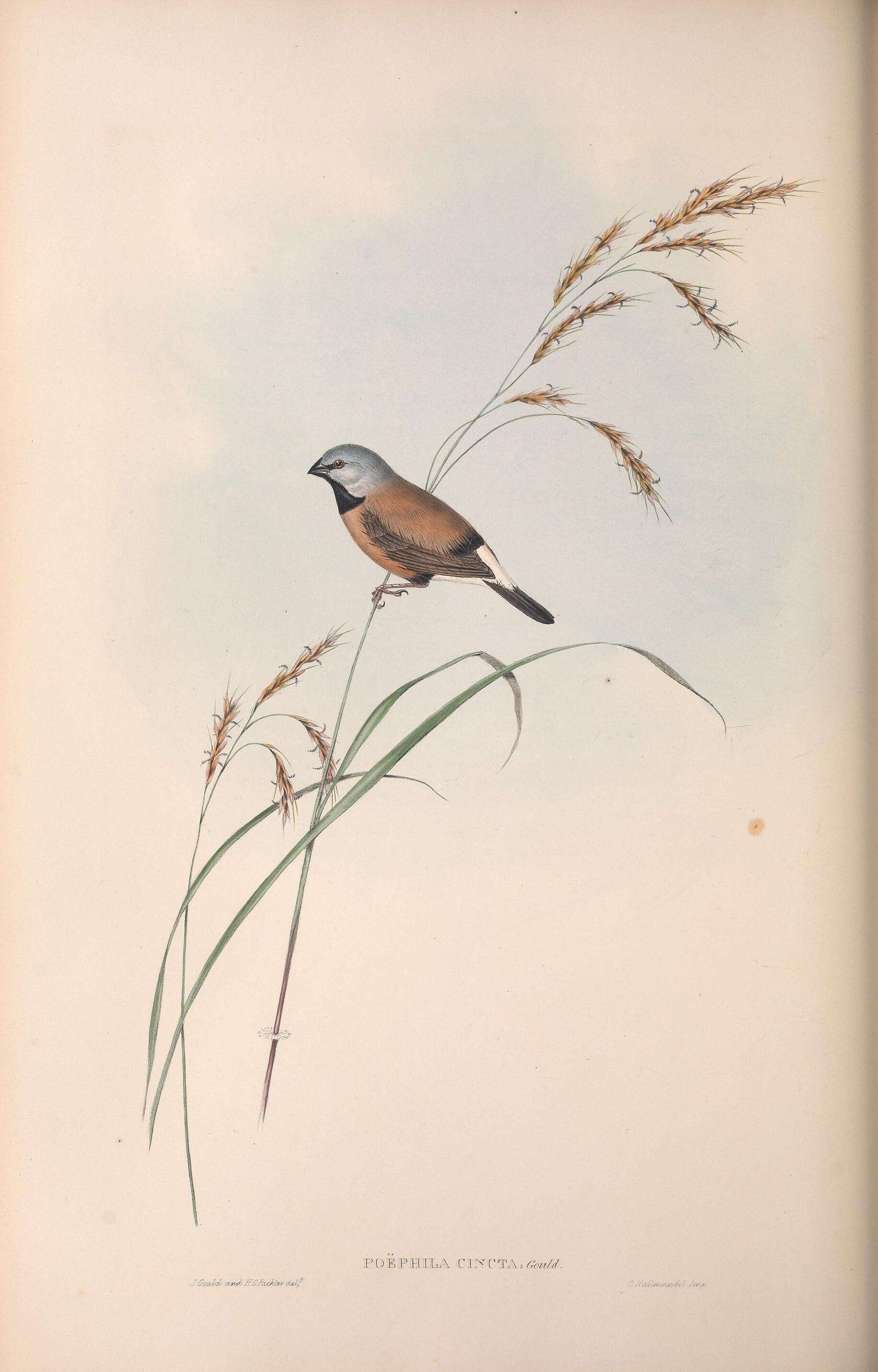 Sivun Poephila cincta cincta (Gould 1837) kuva