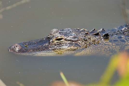 Image of American alligator