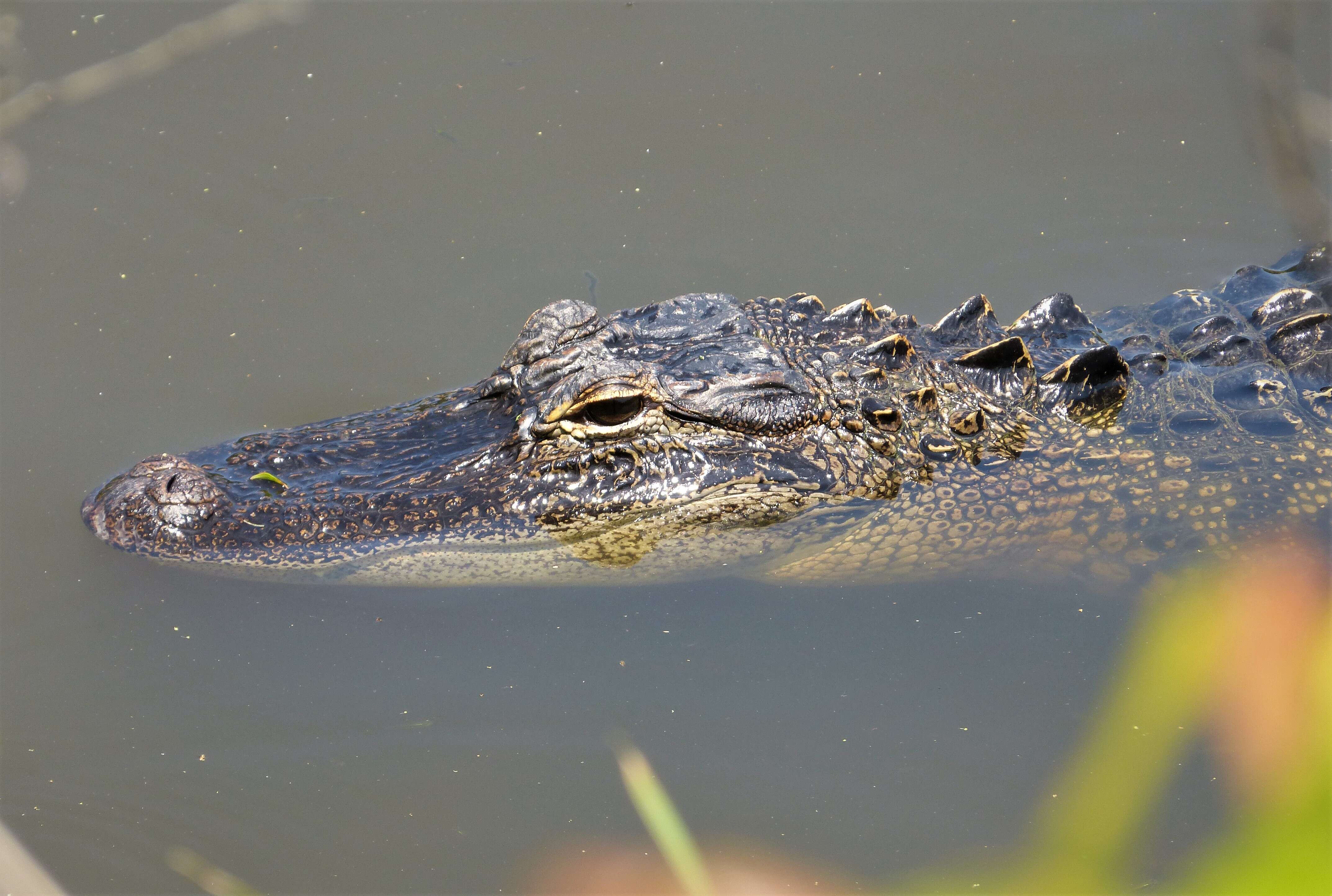 Image of Alligator