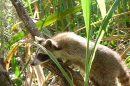 Image of raccoons