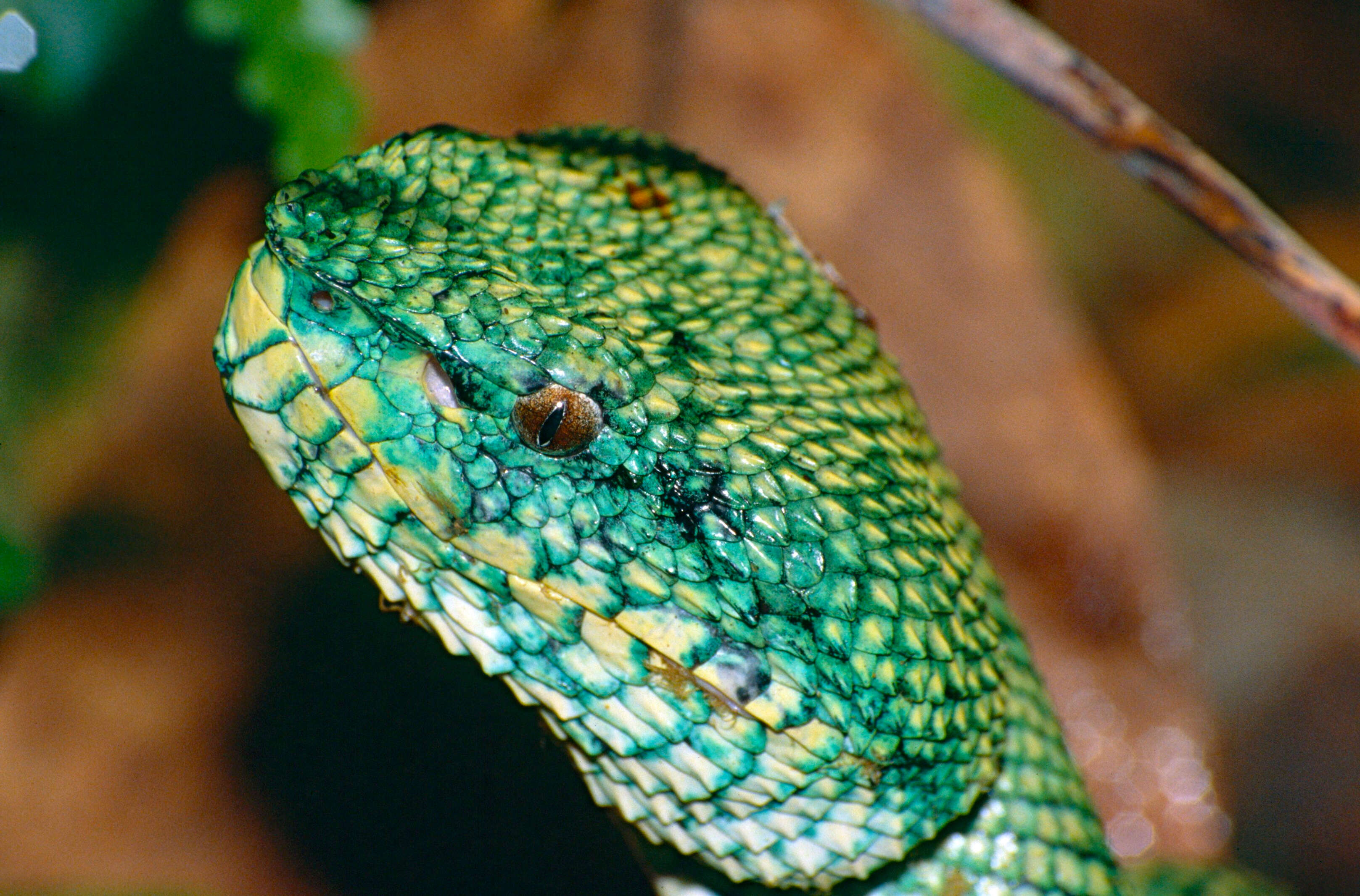 Image de Tropidolaemus subannulatus (Gray 1842)