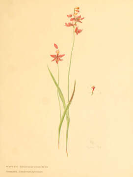 Image of tuberous grasspink