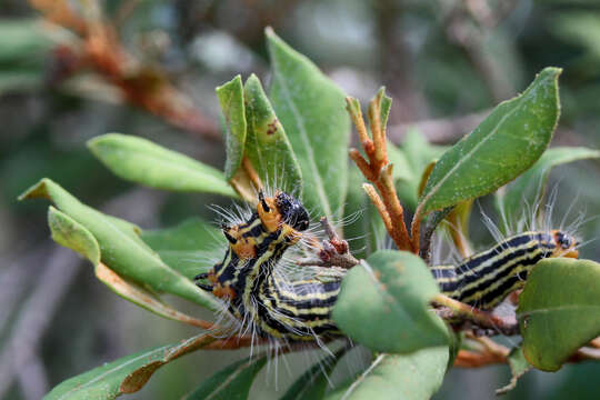 Image of rusty staggerbush