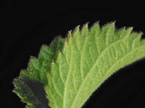 Image of California copperleaf